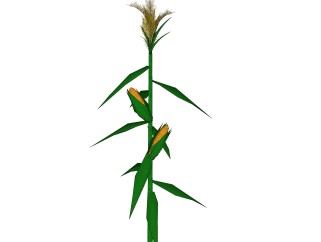 玉米绿植sketchup模型，现代观叶植物skp文件下载