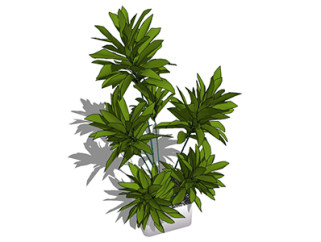 百合竹现代植物草图大师模型，绿植盆栽sketchup模型下载