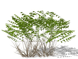 小蜡灌木丛su模型，常绿灌木草图大师模型下载