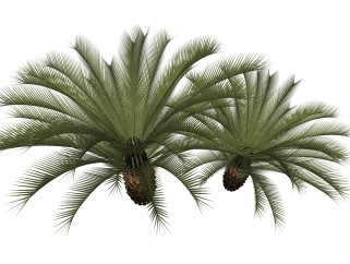 苏铁绿植sketchup模型，现代观叶植物skp文件下载