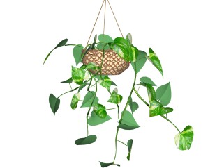 绿萝吊篮盆栽植物su模型，园艺花草sketchup模型下载
