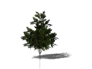 黄连木景观树SU模型，植物树草图大师模型免费下载