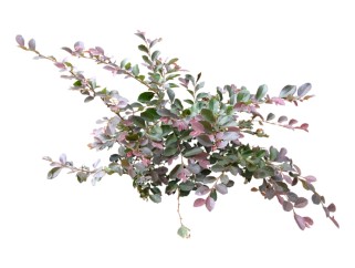 现代植物红花檵木su模型下载，红花檵木草图大师模型分享
