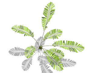 墨西哥铁树现代植物su模型，绿植花草图大师模型下载