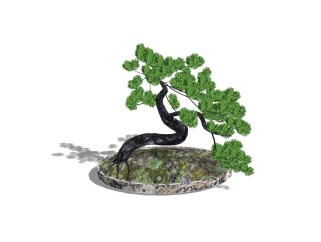 现代松树植物盆栽sketchup模型下载，松树盆栽草图大师模型