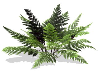 金星蕨绿植sketchup模型，现代观叶植物skp文件下载