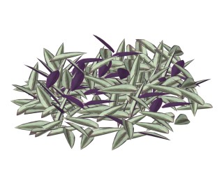 紫背竹芋绿植sketchup模型，现代观叶植物skp文件下载