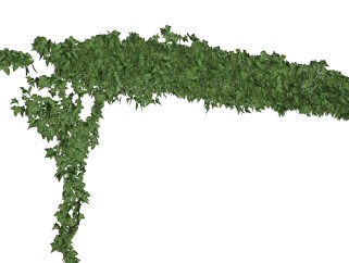 爬山虎藤蔓sketchup模型，现代花卉植物skp文件下载