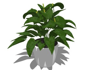 花烛盆栽植物su模型，园艺花草sketchup模型下载