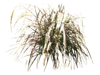蒲苇植物草su模型下载，草图大师植物草蒲苇模型分享