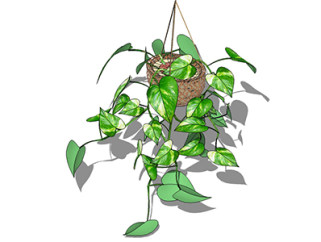 绿萝现代植物su模型，绿植花草图大师模型下载