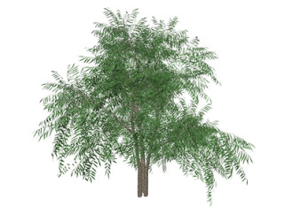 白柳乔木草图大师模型，景观绿植sketchup素材下载