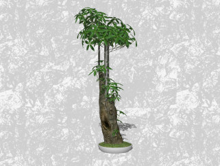 糖胶树盆栽su模型，绿植盆景草图大师模型下载