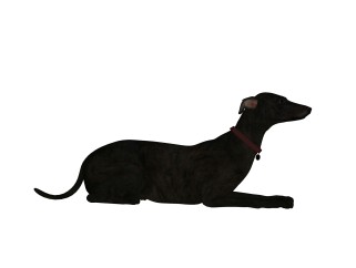 现代意大利灵缇犬su模型，动物草图大师模型下载