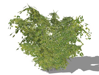 金边六月雪灌木丛sketchup模型，常绿灌木skp文件下载