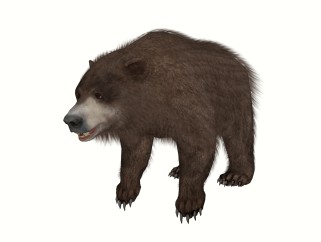 现代熊免费su模型，动物草图大师模型下载