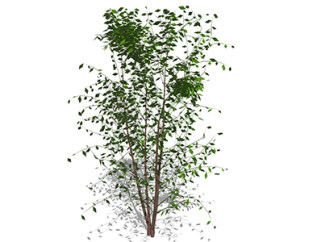榆树乔木sketchup素材，景观绿植草图大师模型下载