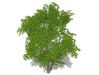 乌桕树乔木sketchup素材，景观绿植草图大师模型下载