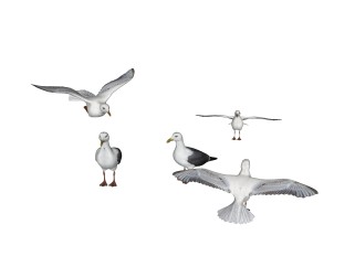 现代海鸥草图大师模型，动物sketchup模型下载