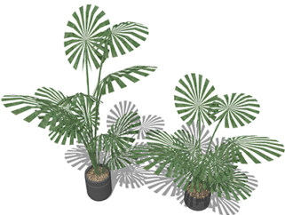 棕榈盆栽草图大师模型，手绘绿植sketchup模型下载