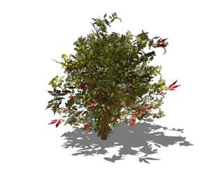红叶石楠灌木su素材，景观绿植草图大师模型下载