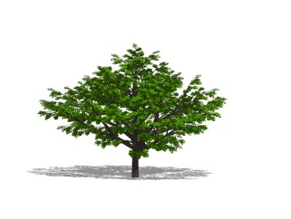 白蜡树景观树草图大师模型下载，植物树sketchup模型