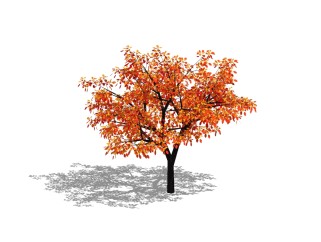 现代景观树sketchup模型 ，红枫草图大师模型下载