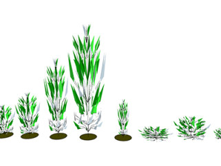 芦苇现代植物su模型，绿植花草图大师模型下载