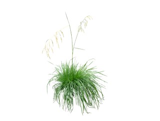 芨芨草草图大师模型，sketchup植物芨芨草模型下载