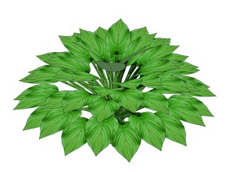 白掌绿植sketchup模型，现代观叶植物skp文件下载