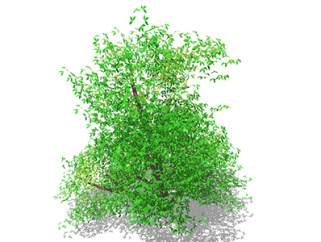 水蜡树乔木sketchup素材，景观绿植草图大师模型下载