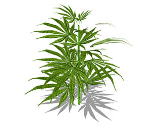 大麻花草su素材，景观绿植草图大师模型下载
