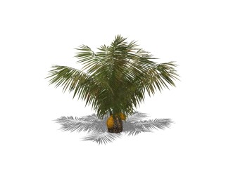 棕榈景观树草图大师模型，植物棕榈树sketchup模型下载