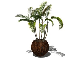 现代植物盆栽草图大师模型，散尾葵sketchup模型下载