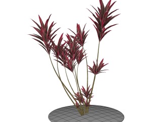 朱蕉绿植sketchup模型，现代观叶植物skp文件下载