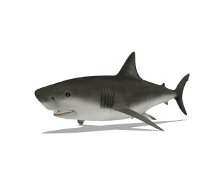 现代鲨鱼草图大师模型，动物sketchup模型下载