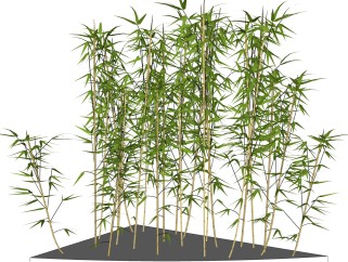 四季竹sketchup模型，现代花卉植物skp文件下载