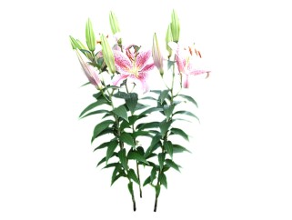现代植物香水百合su模型免费下载，草图大师香水百合模型分享