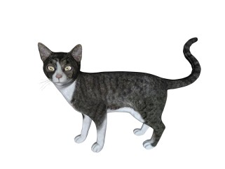 现代猫sketchup模型，动物草图大师模型下载