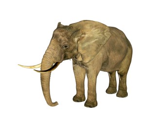 现代非洲象草图大师模型，动物sketchup模型下载