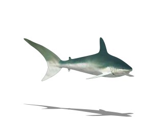 现代鲨鱼sketchup模型，动物草图大师模型下载