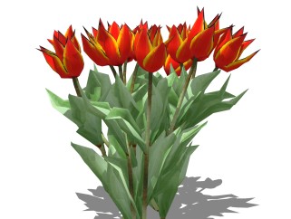 郁金香sketchup模型，现代花卉植物skp文件下载