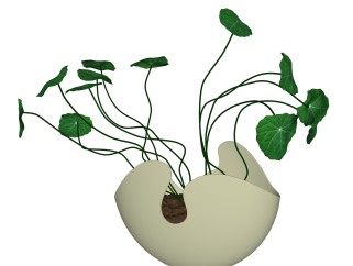 铜钱草盆栽植物su模型，园艺花草sketchup模型下载