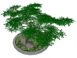 胡椒木盆栽su素材，景观绿植草图大师模型下载