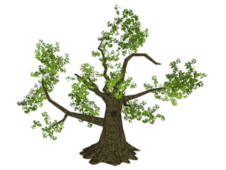 榆树乔木草图大师模型，景观绿植sketchup素材下载