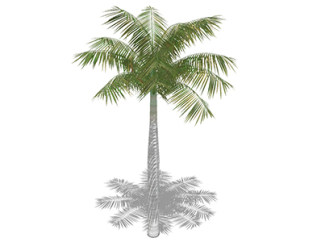 棕榈树乔木su模型，景观绿植草图大师模型下载