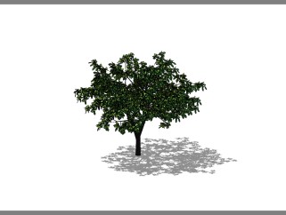 重阳木景观树草图大师模型，植物树sketchup模型下载
