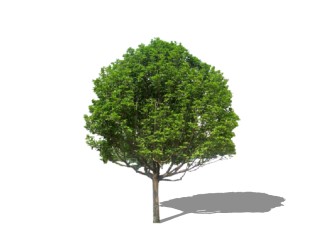金桂景观树免费su模型下载、景观树草图大师模型下载