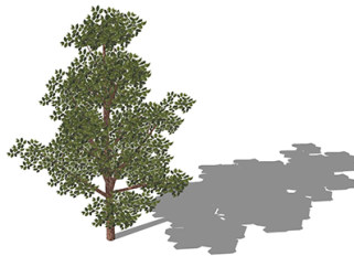 丝棉木乔木草图大师模型，景观绿植sketchup素材下载
