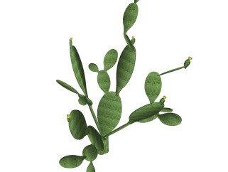 仙人掌绿植sketchup模型，现代观叶植物skp文件下载